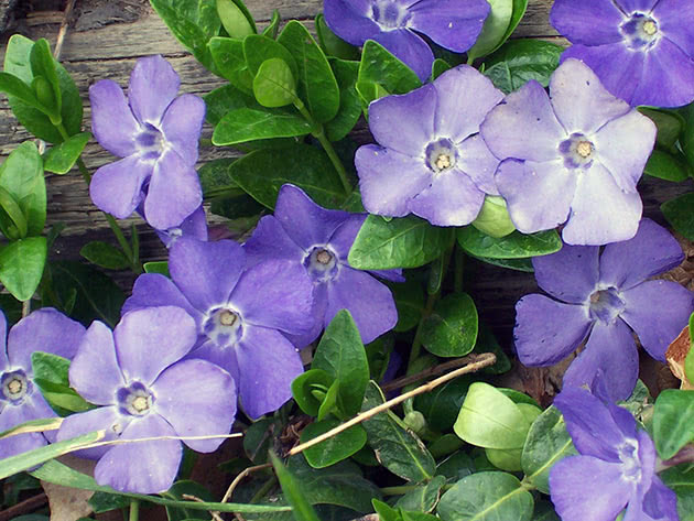 Барвинок малый / Vinca minor