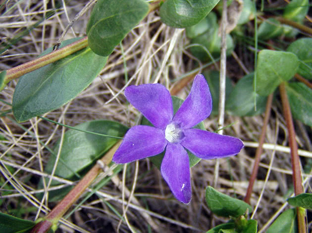 Барвинок травянистый / Vinca herbacea