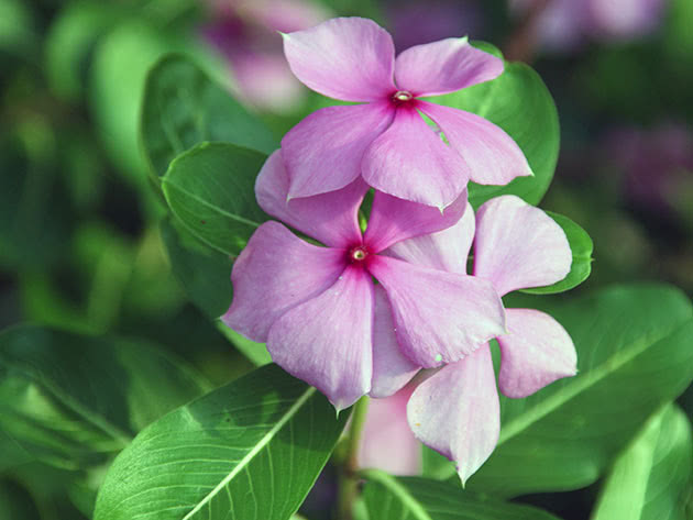 Барвинок розовый / Catharanthus = Vinca rosea = Lochnera rosea
