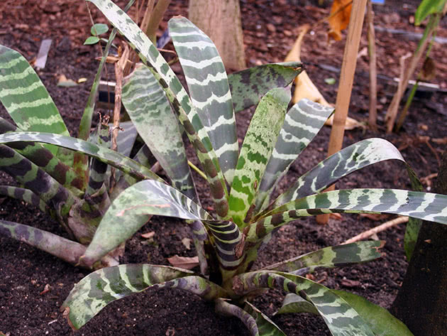 Вриезия блестящая, или прекрасная (Vriesea splendens)
