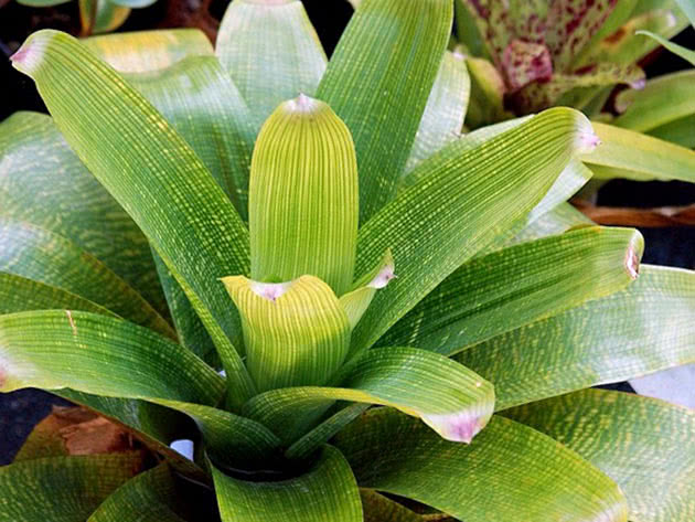 Вриезия продырявленная (Vriesea fenestralis)
