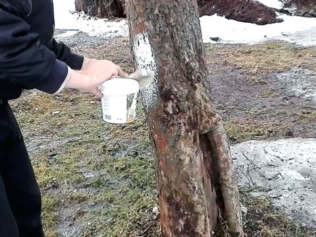 Как и когда белят деревья в саду