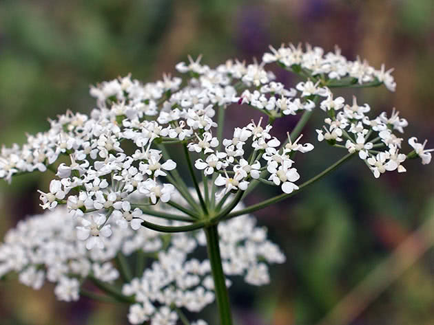 Сныть альпийская (Aegopodium alpestre)