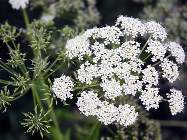 Сныть пестролистная (Aegopodium podagraria Variegatum)
