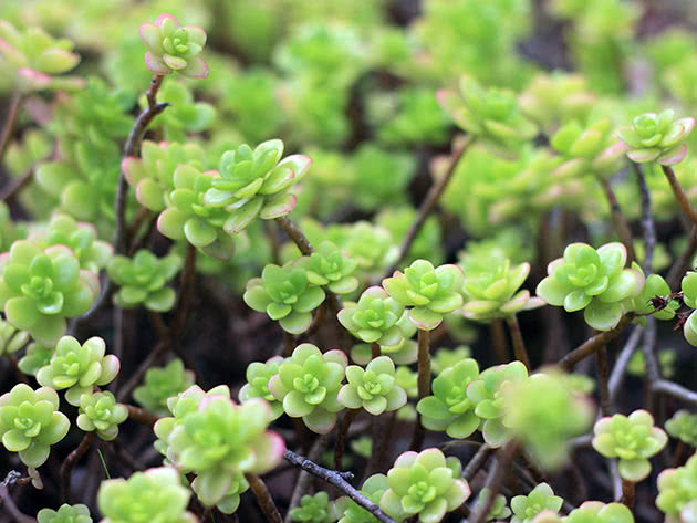 Эониум Бурхарда (Aeonium burchardii)