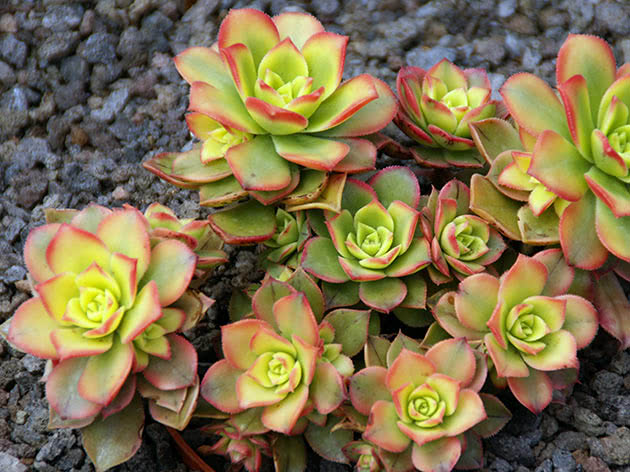 Эониум декоративный (Aeonium decorum)