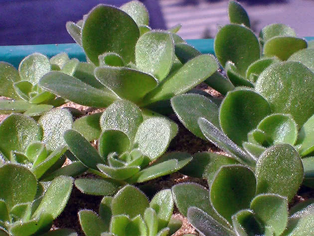 Эониум виргинский (Aeonium virgineum)