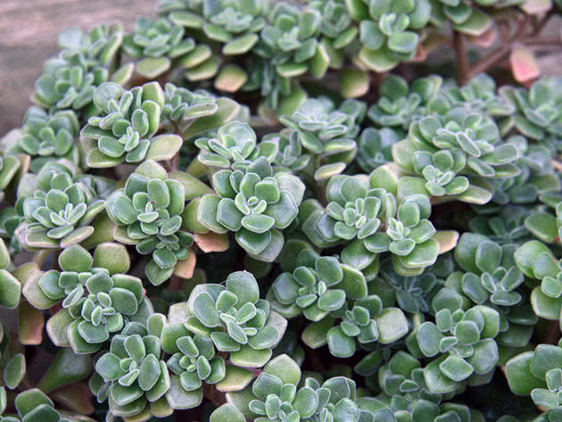 Эониум домашний (Aeonium domesticum)