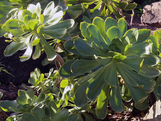 Эониум ворнистый (Aeonium undulatum)