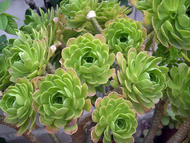 Эониум древовидный (Aeonium arboreum)