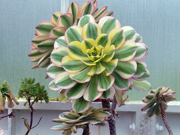 Эониум золотистый (Aeonium holochrysum)