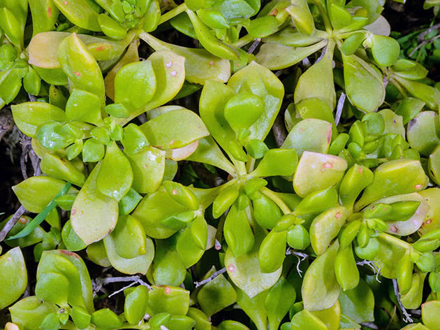 Эониум Линдлея (Aeonium lindleyi)
