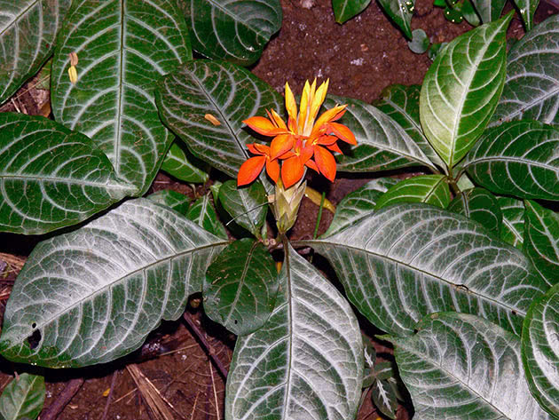Афеландра золотистая (Aphelandra aurantiaca)