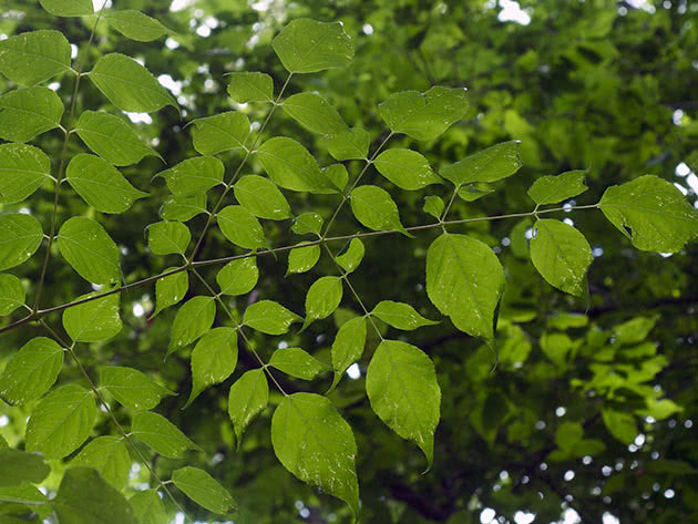 Аралия колючая (Aralia spinosa)