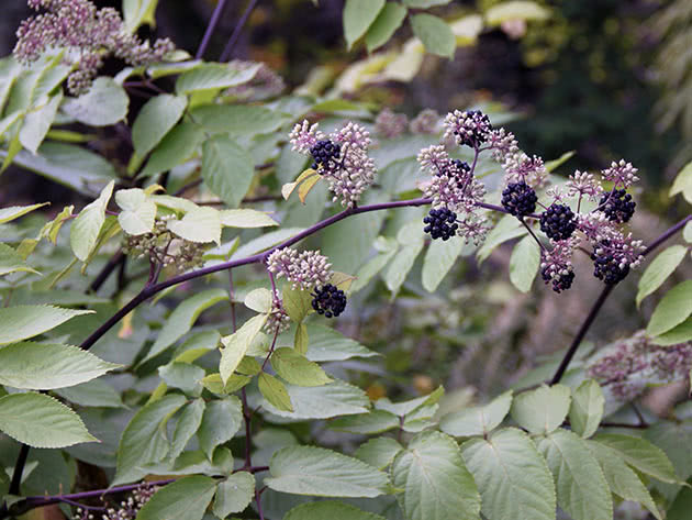 Аралия сердцевидная (Aralia cordata)