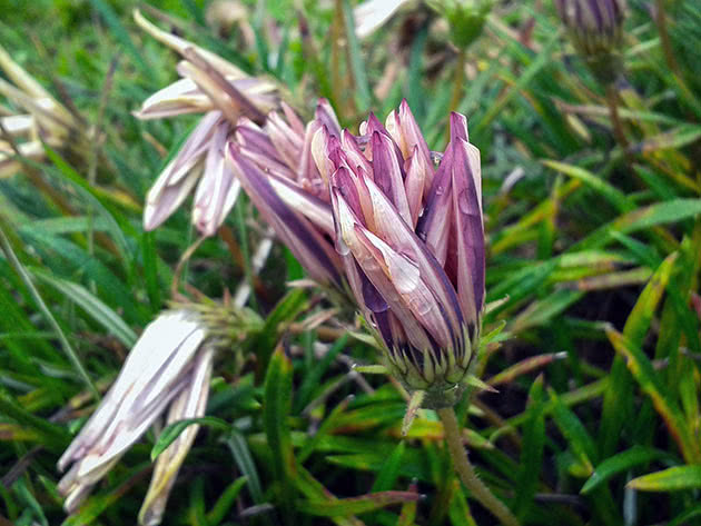 Арктотис стехасолистный (Arctotis stoechadifolia)
