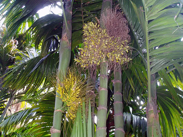 Арека трехтычинковая (Areca triandra)