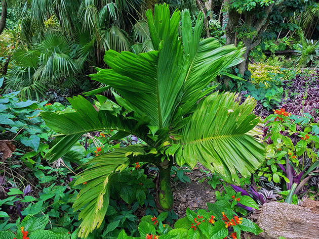 Арека катеху (Areca catechu)