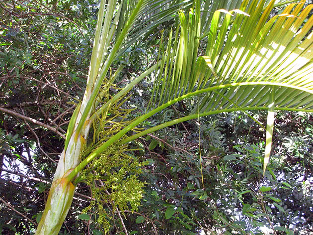 Арека желтеющая (Areca lutescens)