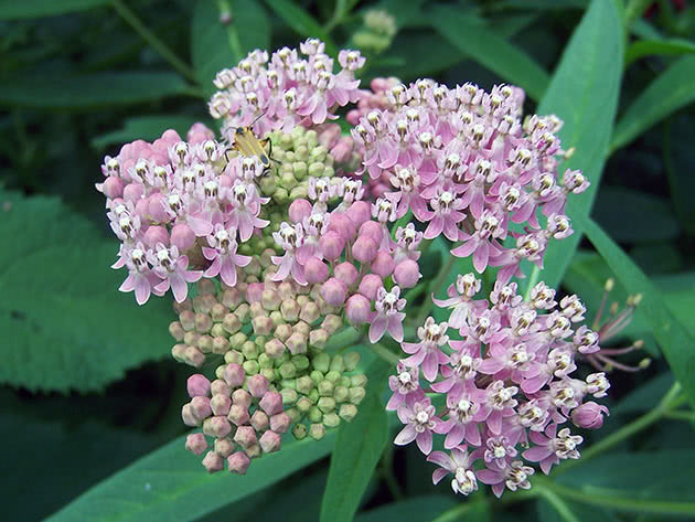 Ваточник инкарнатный (Asclepias incarnata)