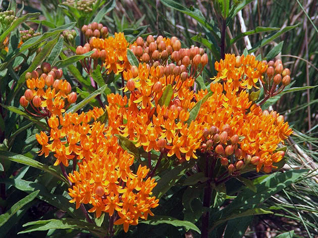 Ваточник туберозовый (Asclepias tuberosa)