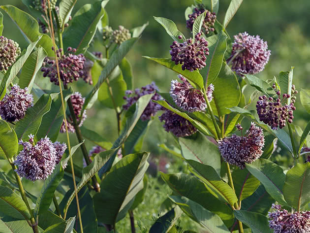 Ваточник сирийский (Asclepias syriaca)