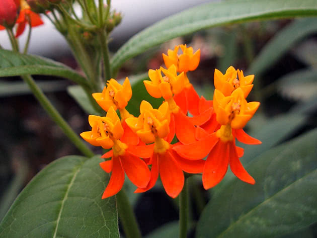 Ваточник кюрасавский (Asclepias curassavica)