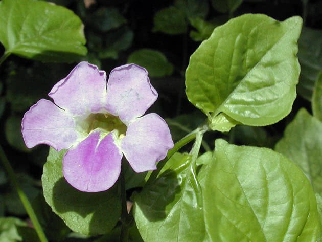 Азистазия гангская (Asystasia gangetica)