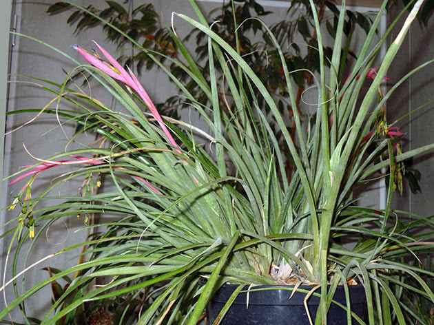Бильбергия поникающая (Billbergia nutans)