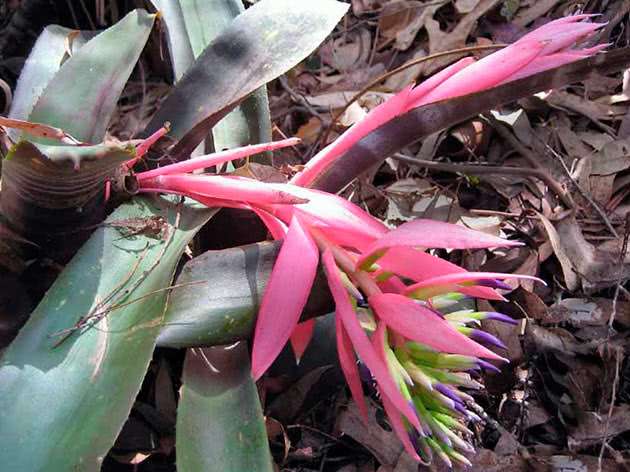бильбергия ленточная (Billbergia vittata)