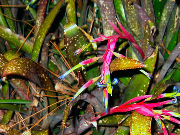 Бильбергия Сандерса (Billbergia saundersii)