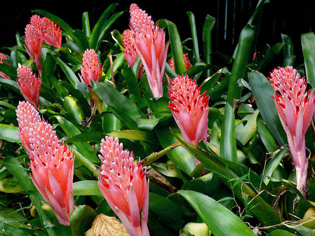 Бильбергия пирамидальная (Billbergia pyramidalis)