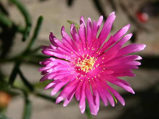 Брахикома многораздельная (Brachycome multifida)