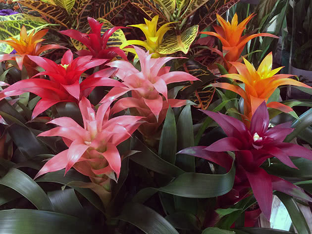 Гусмания (Guzmania)