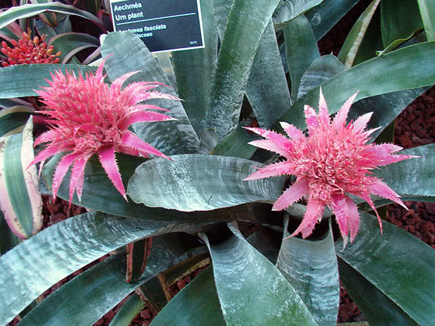 Эхмея (Aechmea)