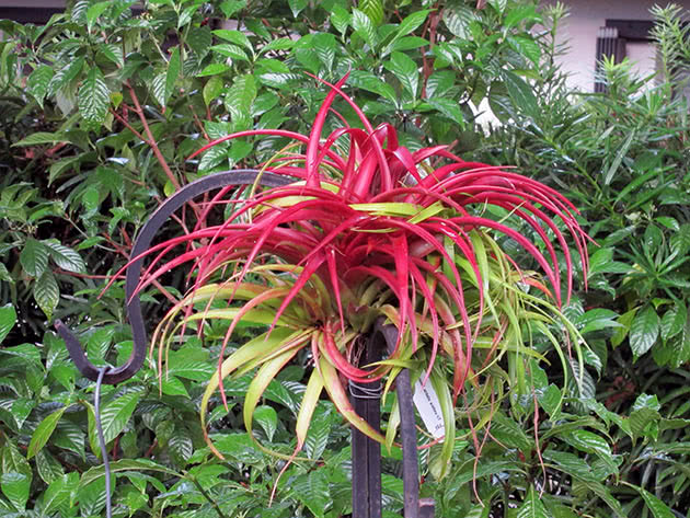 Тилландсия (Tillandsia)