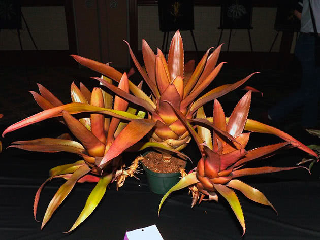 Неорегелия (Neoregelia)