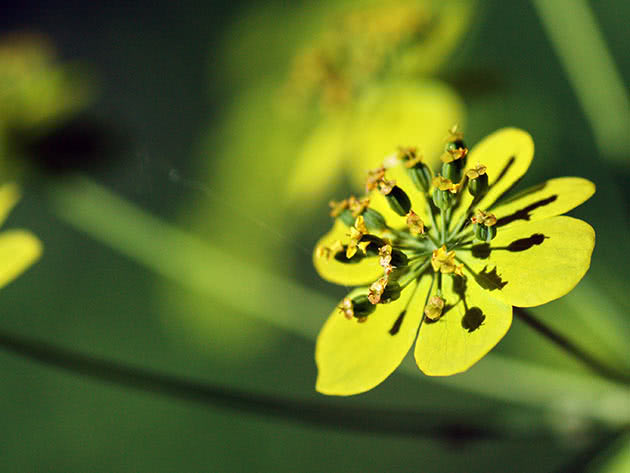 Володушка золотистая (Bupleurum aureum)