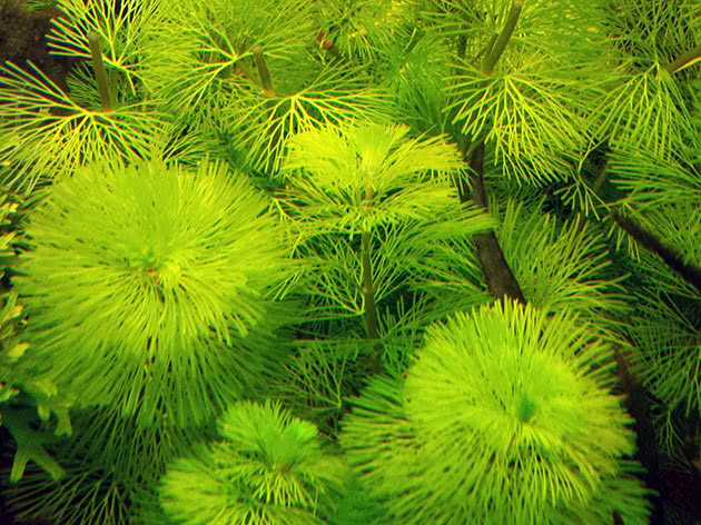 Кабомба водная (Cabomba aquatica)