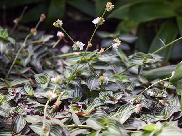 Каллизия элегантная (Callisia elegans)
