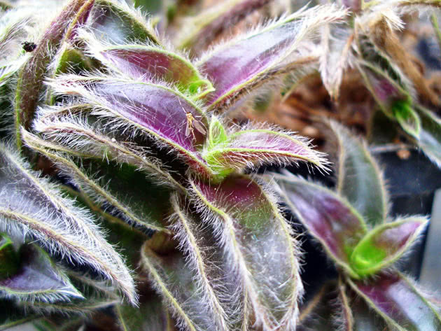 Каллизия ладьевидная (Callisia navicularis)