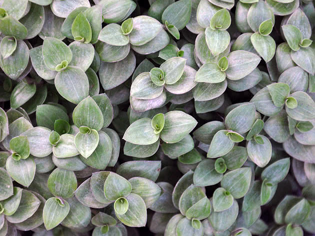 Каллизия ползучая (Callisia repens)