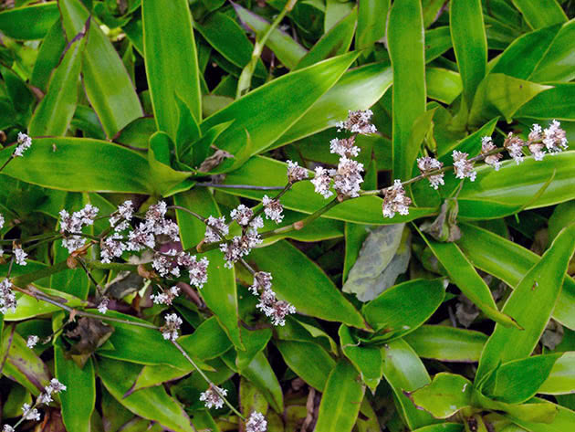 Каллизия душистая (Callisia fragrans)
