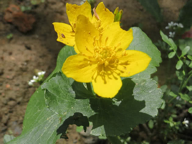 Калужница болотная (Сaltha palustris)