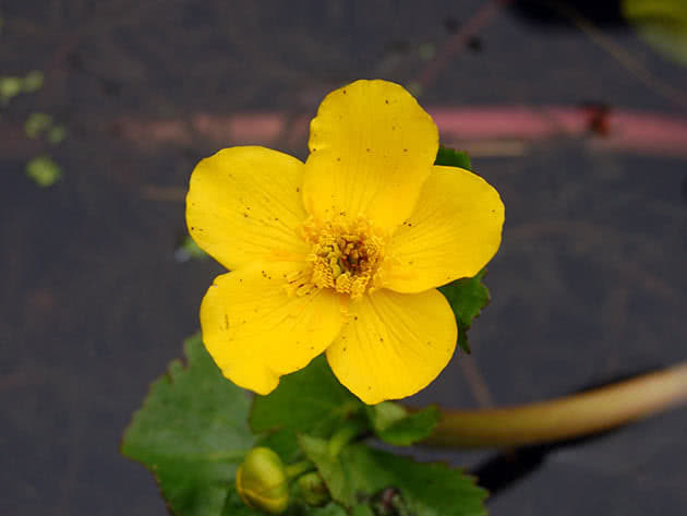 Калужница болотная (Сaltha palustris)