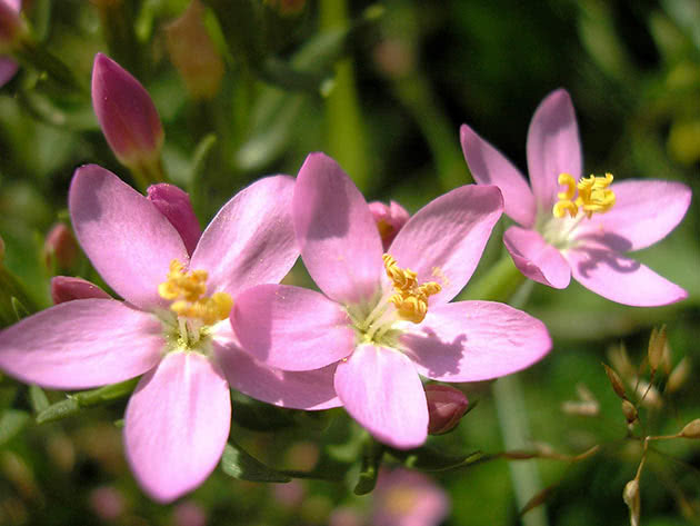 Золототысячник обыкновенный (Centaurium erythraea)