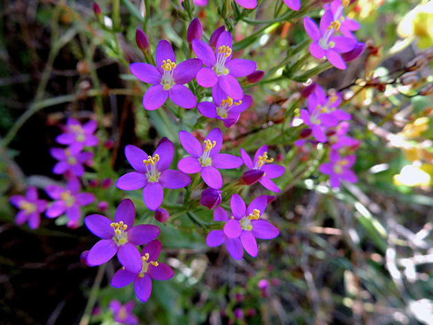 Золототысячник красивый (Centaurium pulchellum)