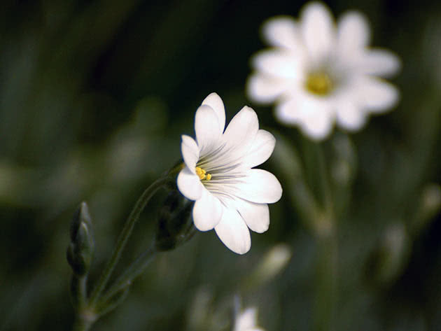 Ясколка Биберштейна (Cerastium biebersteinii)