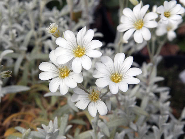 Ясколка войлочная (Cerastium tomentosum)