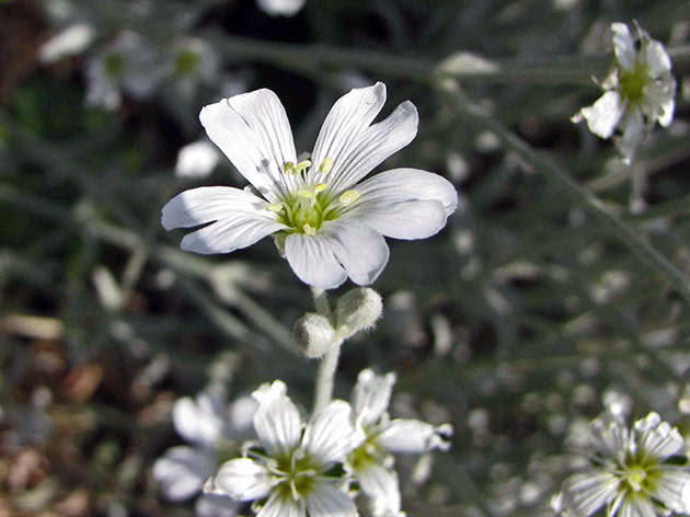 Ясколка белая (Cerastium candidissimum)